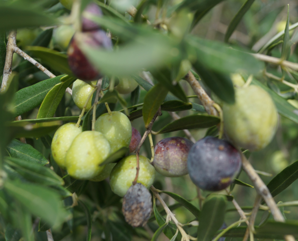 Olivenernte, ein Erlebnis im Herbst auf der Insel Krk