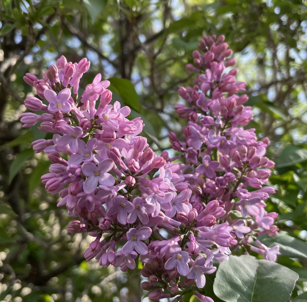 Wenn ich ein Bienchen wäre, dann summte ich auf MirUma rum