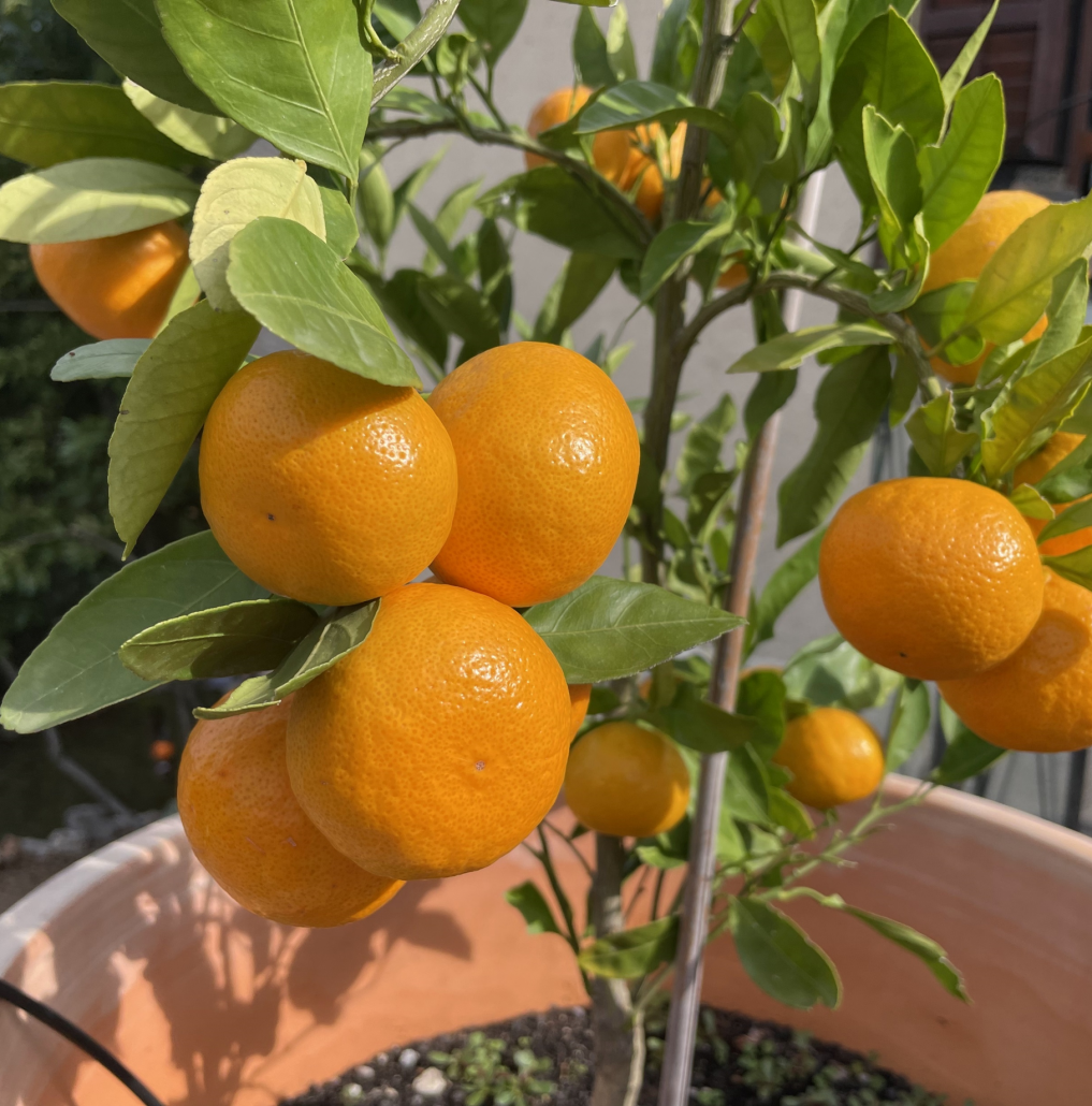 Mandarinenernte auf MirUma, nicht im Neretva-Tal
