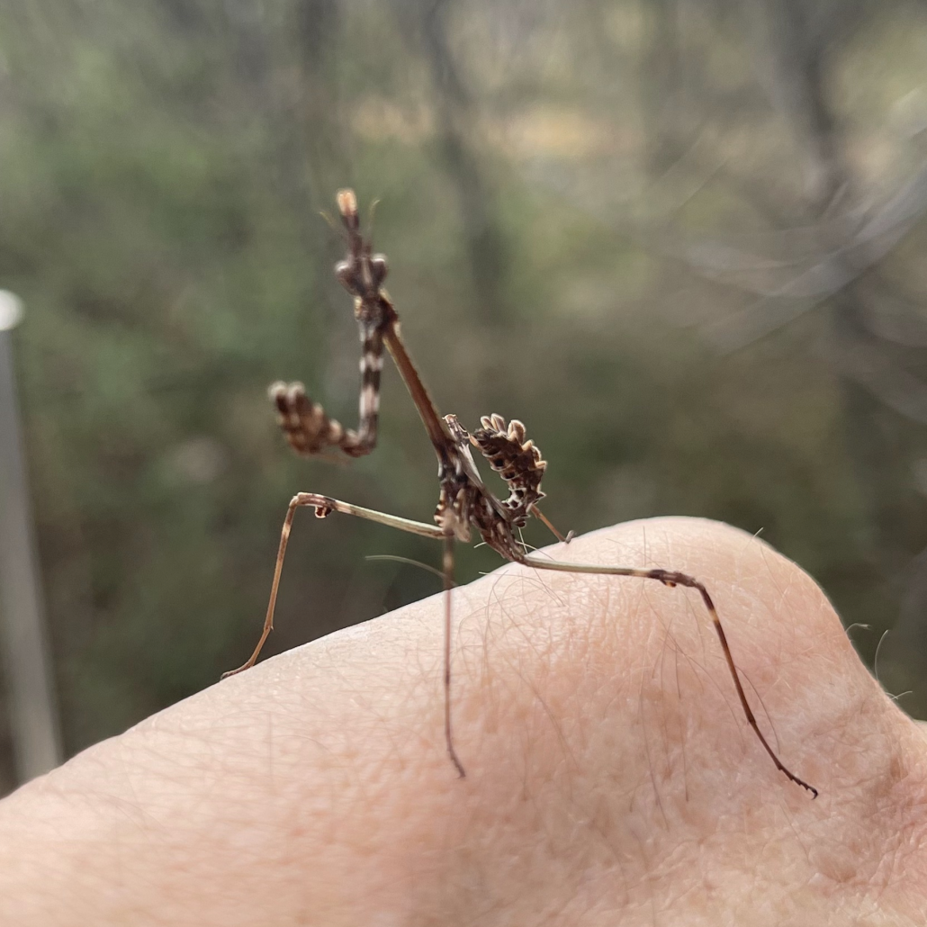 Faszinierend vs. Empusa lebt