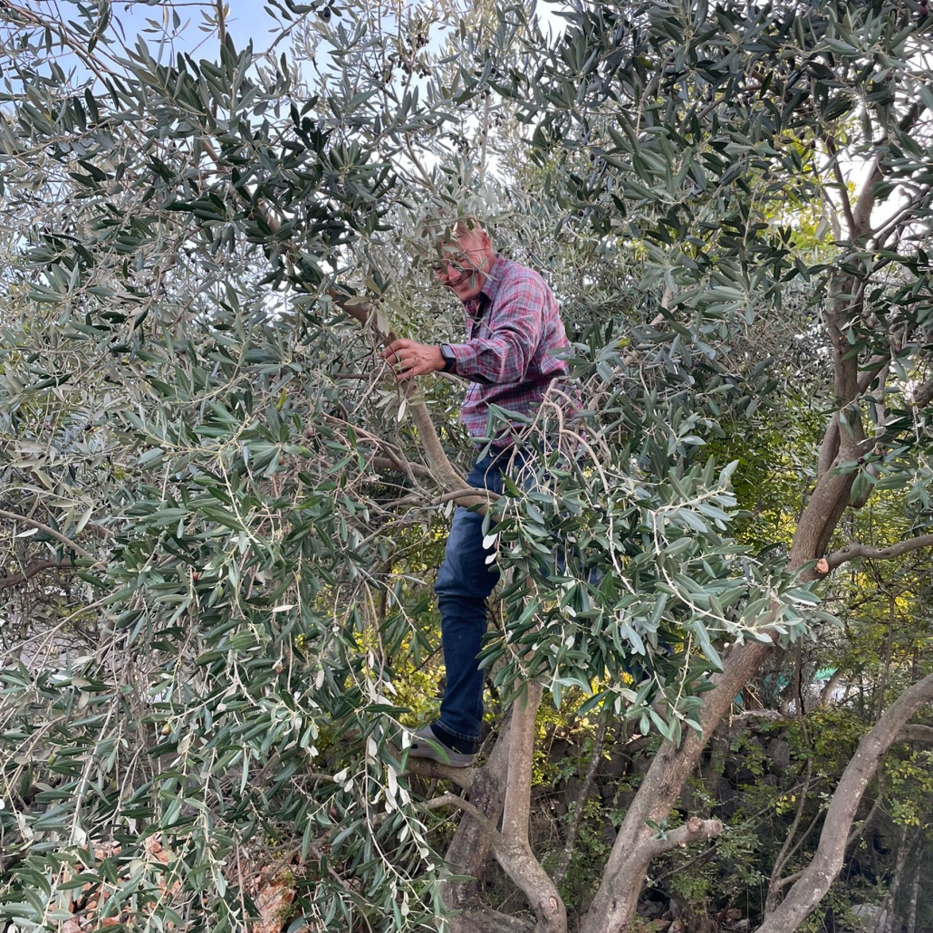 Picknick im Olivenhain zur Olivenernte 2025